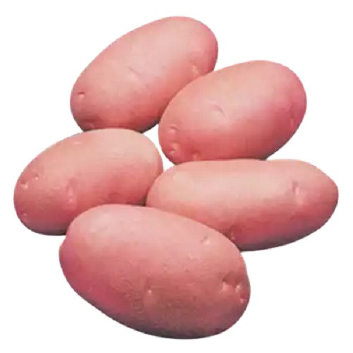 লাল আলু (কার্ডিনাল)