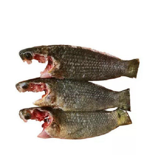 কই মাছ কাটার পর ১ কেজি