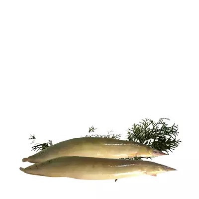 তারা বাইম মাছ ৫০০ গ্রাম